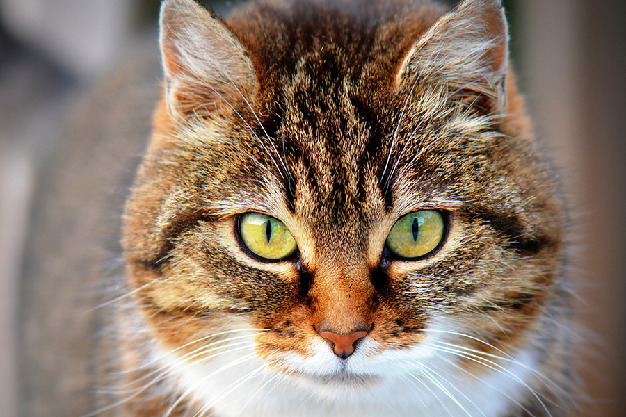 Пословицы и поговорки о кошках