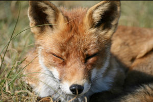 Загадки про лису с ответами