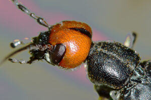 Загадки о насекомых с ответами